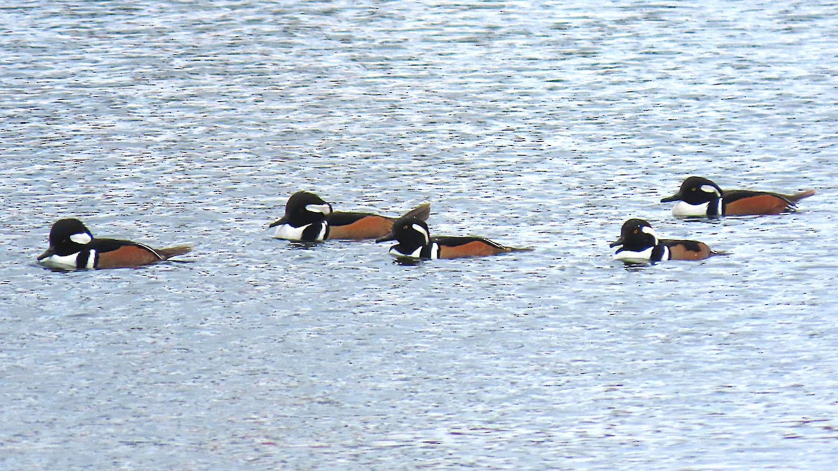 Hooded Merganser - ML646711805