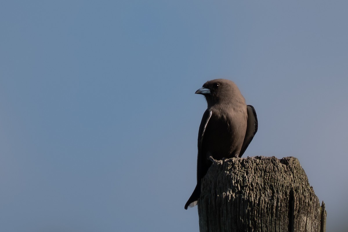 Dusky Woodswallow - ML646711812