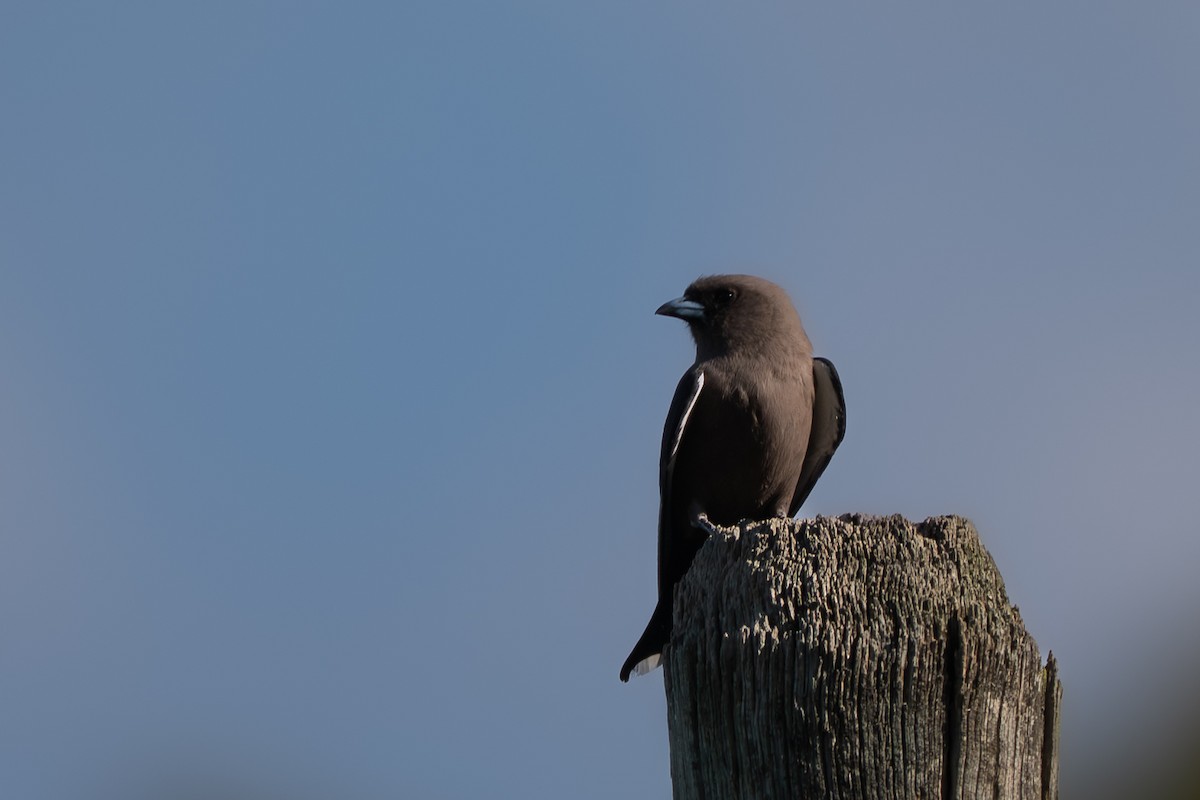 Dusky Woodswallow - ML646711813