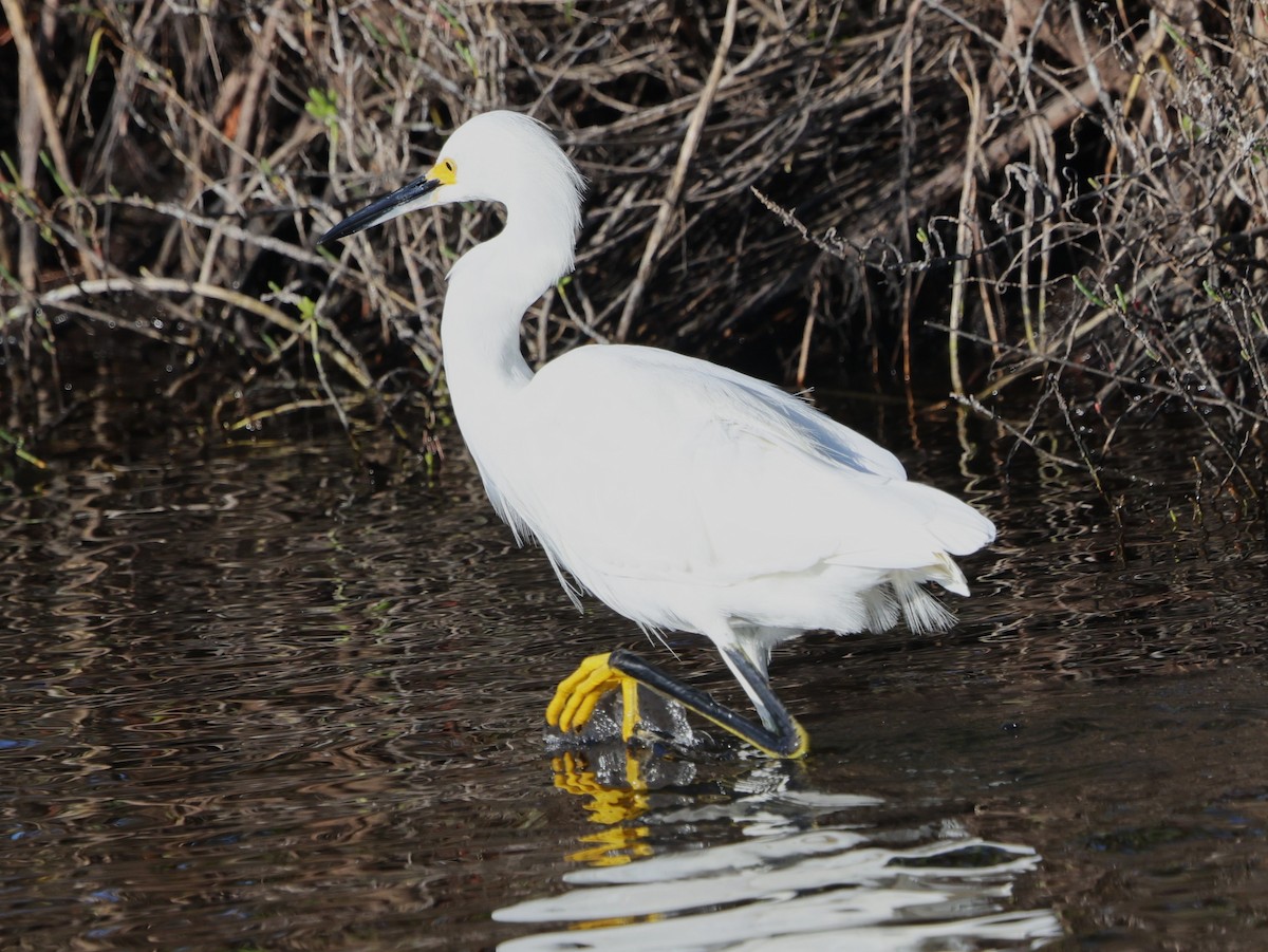 Snowy Egret - ML646711816