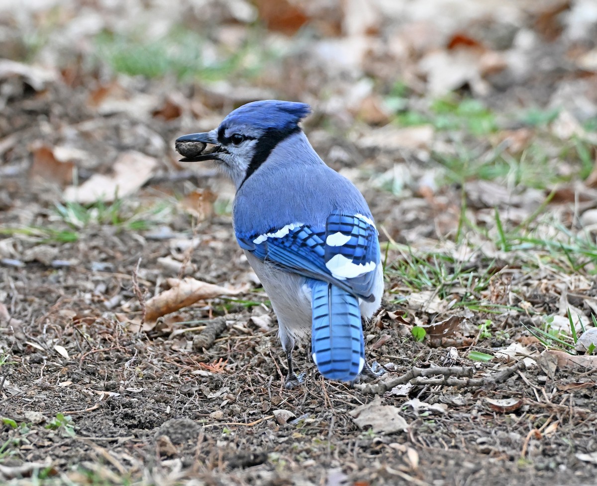 Blue Jay - ML646711820