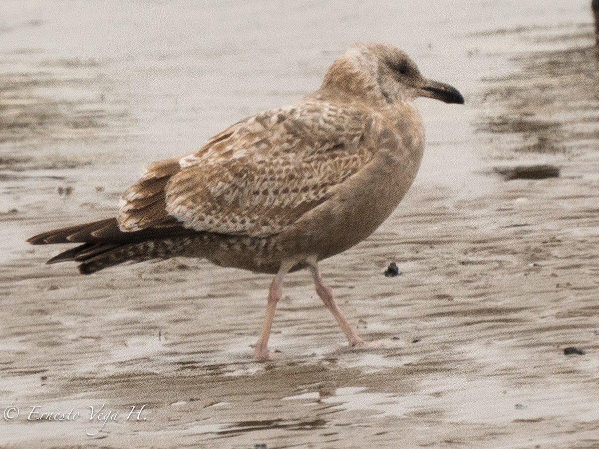 American Herring Gull - ML646711826