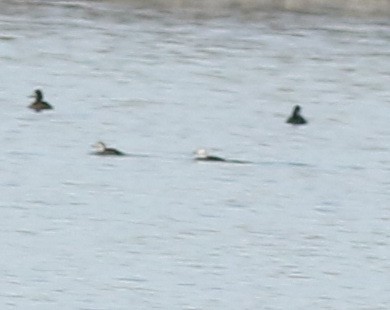 Telkuyruk - ML646711827