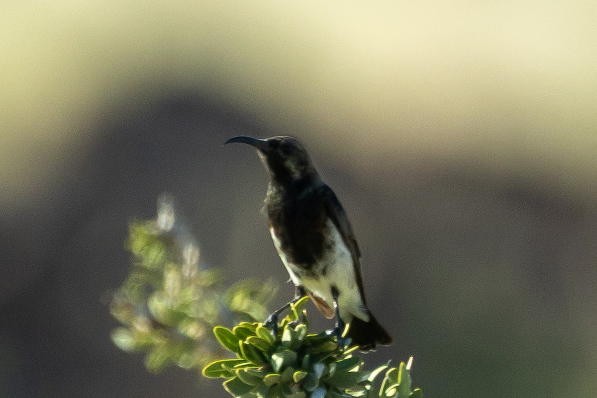 Дымчатая нектарница - ML646711829