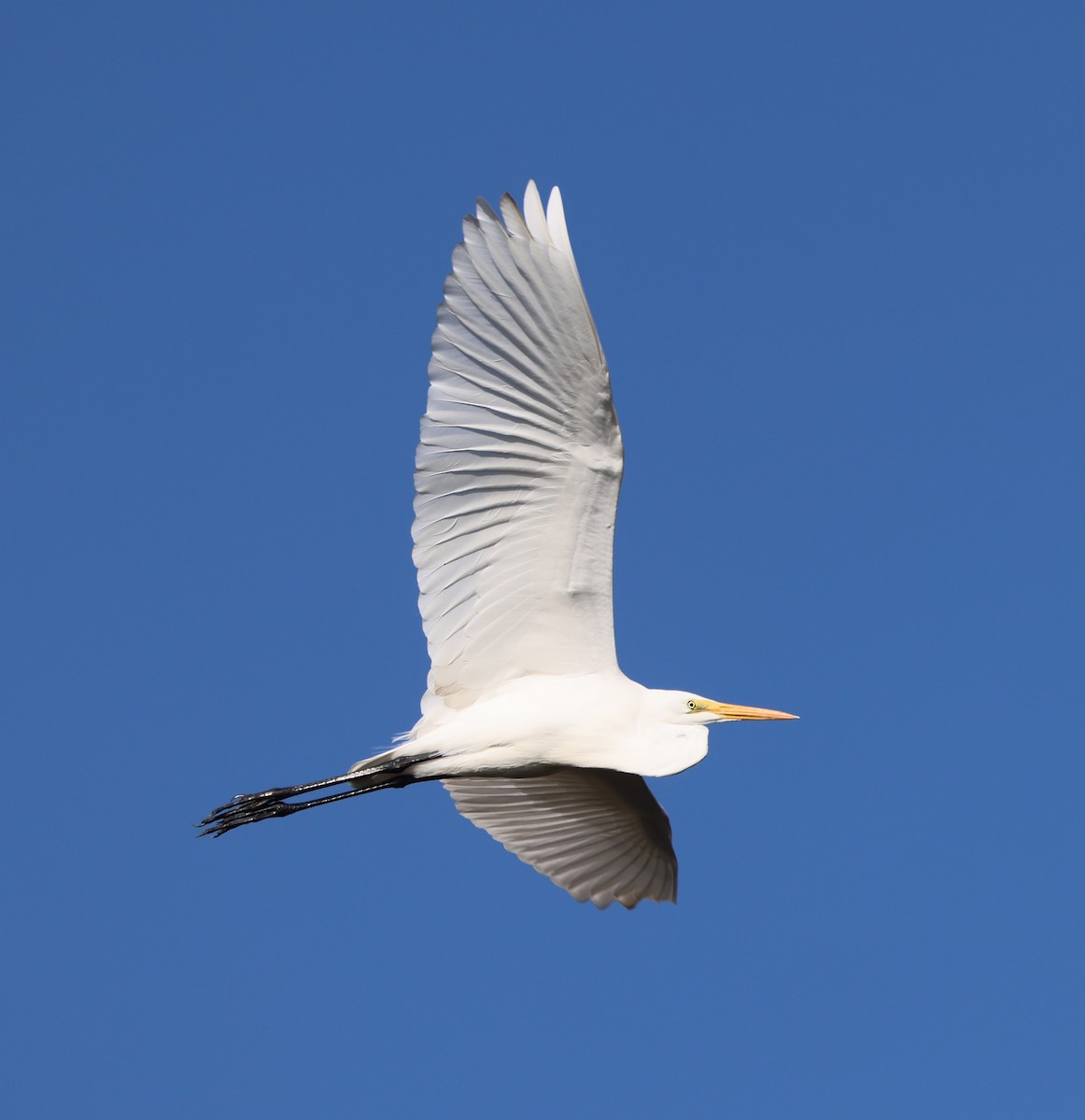 Great Egret - ML646711830