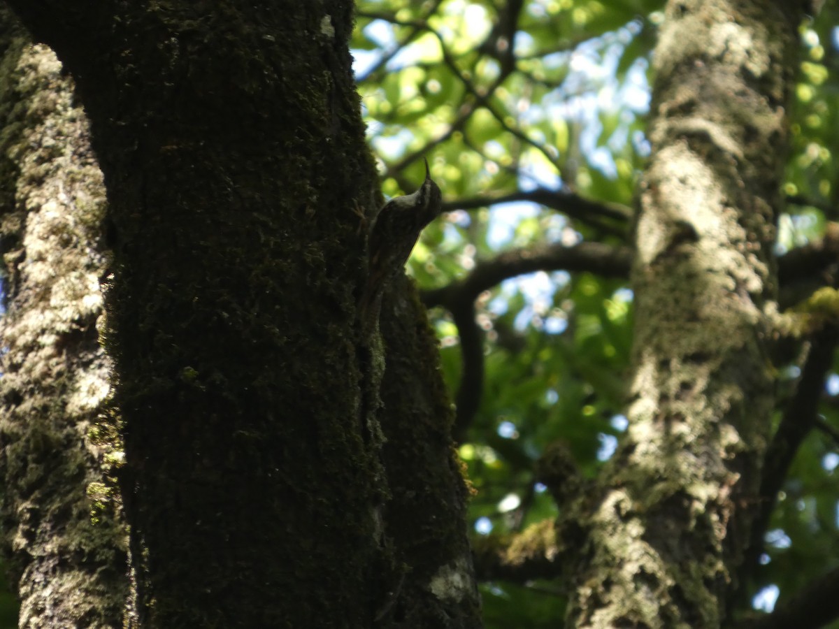 Bar-tailed Treecreeper - ML646711831