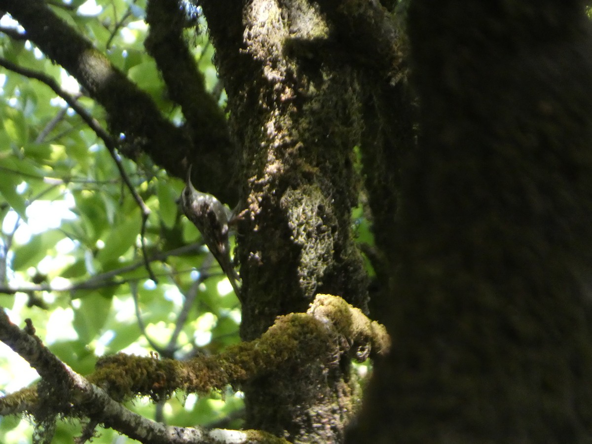 Bar-tailed Treecreeper - ML646711832