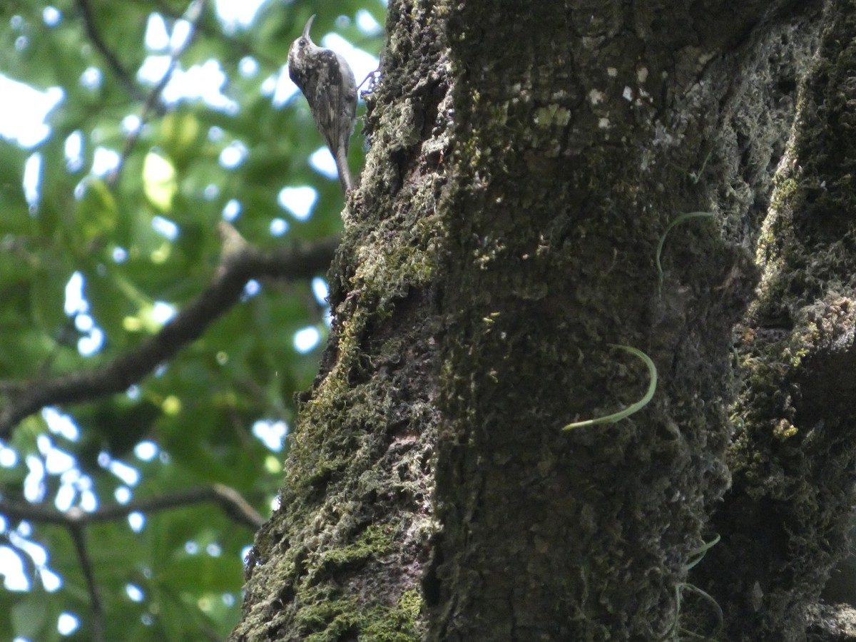 Bar-tailed Treecreeper - ML646711833