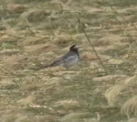 ハクセキレイ（亜種メンガタハクセキレイ） - ML646711835