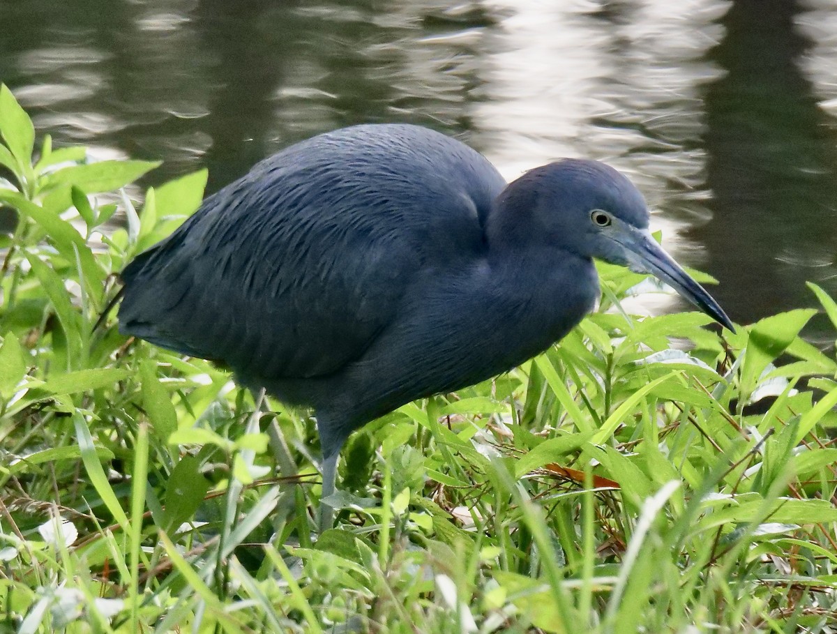 Blaureiher - ML646711839