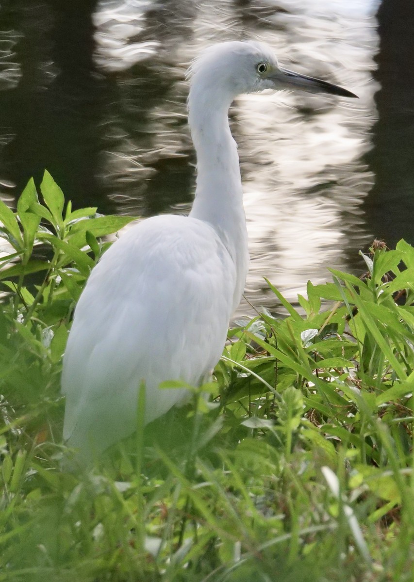 Blaureiher - ML646711840