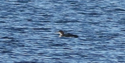 Buz Dalgıcı - ML646711842