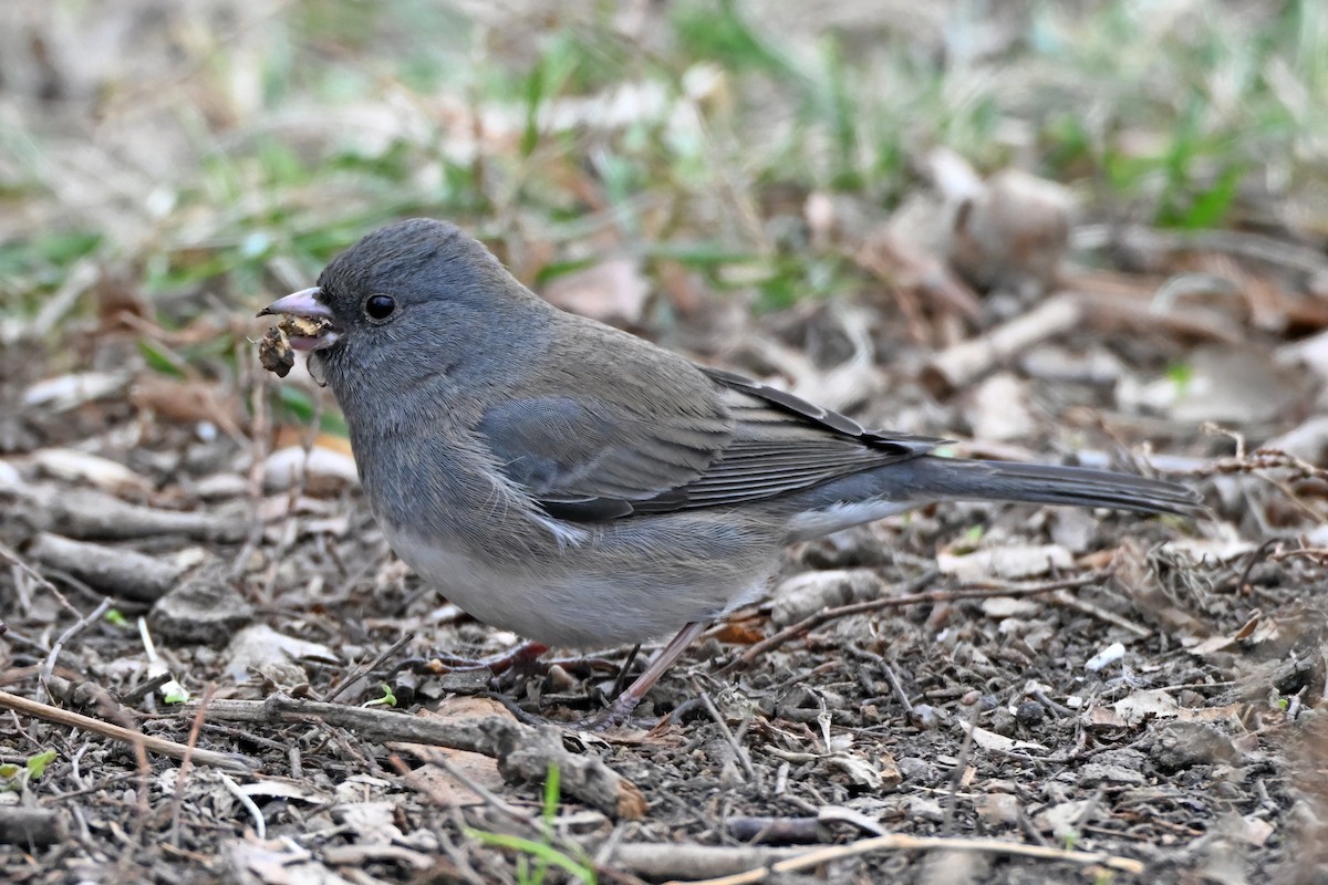 Dark-eyed Junco - ML646711843
