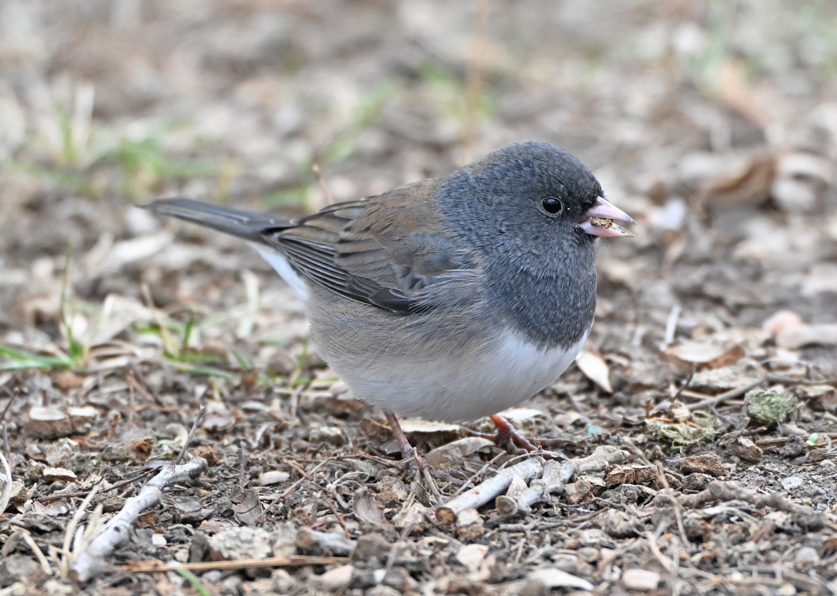 Dark-eyed Junco - ML646711844