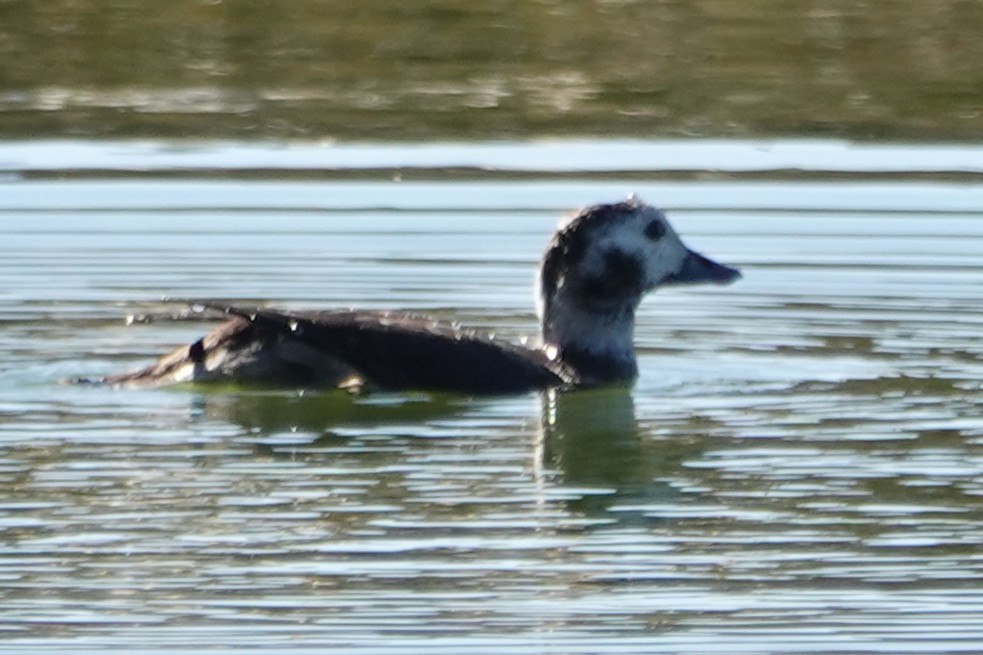 Long-tailed Duck - ML646711845