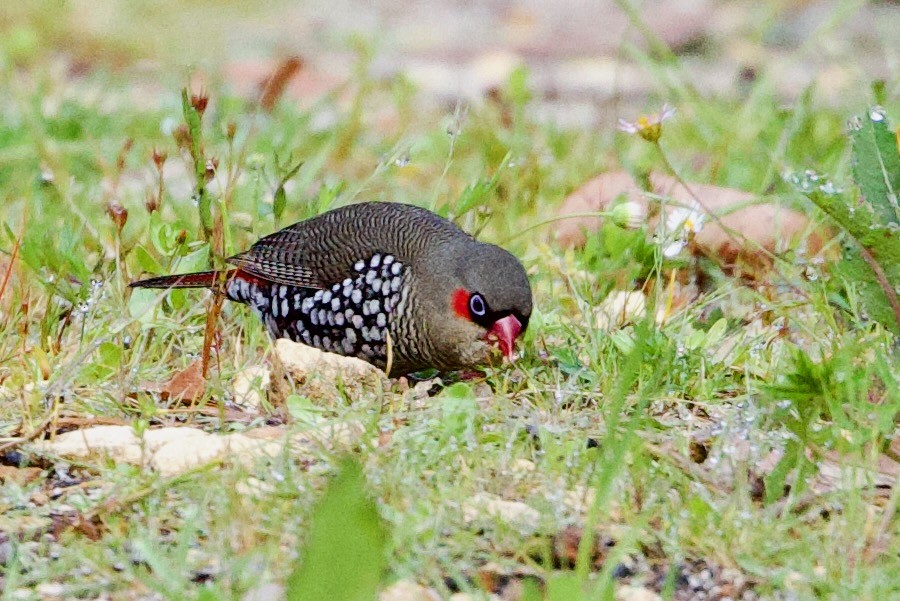 Red-eared Firetail - ML646711847