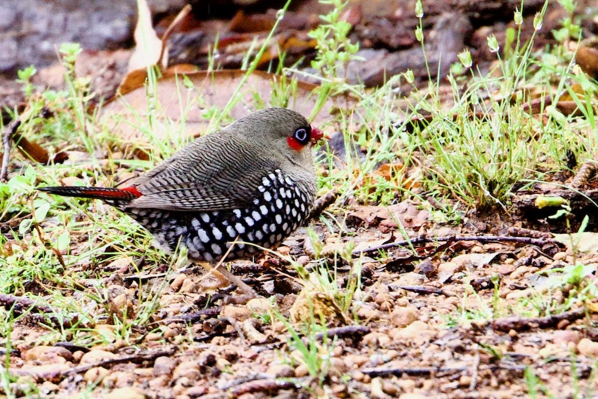 Red-eared Firetail - ML646711848