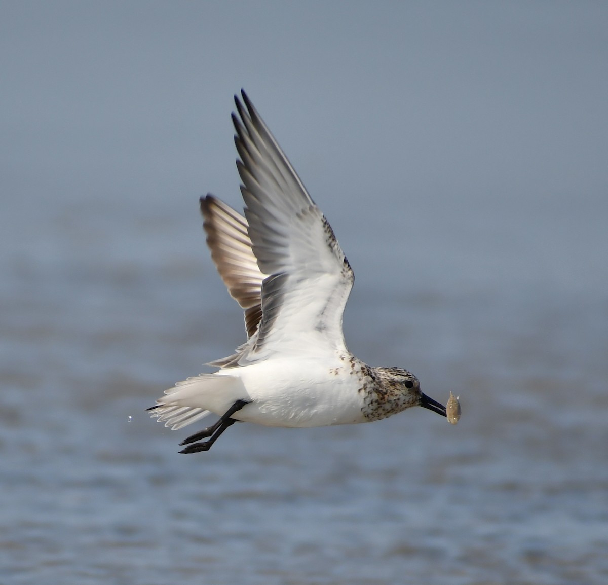 Sanderling - ML646711849