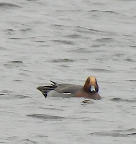 Eurasian Wigeon - ML646711850