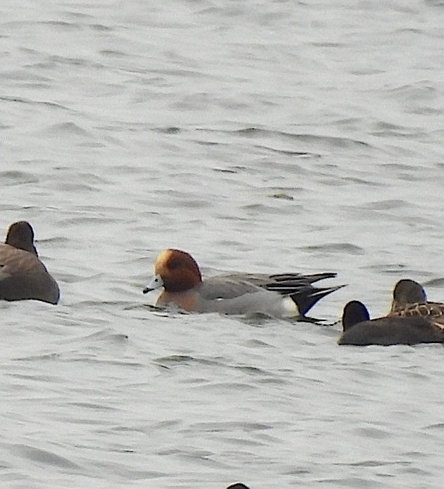 Eurasian Wigeon - ML646711851