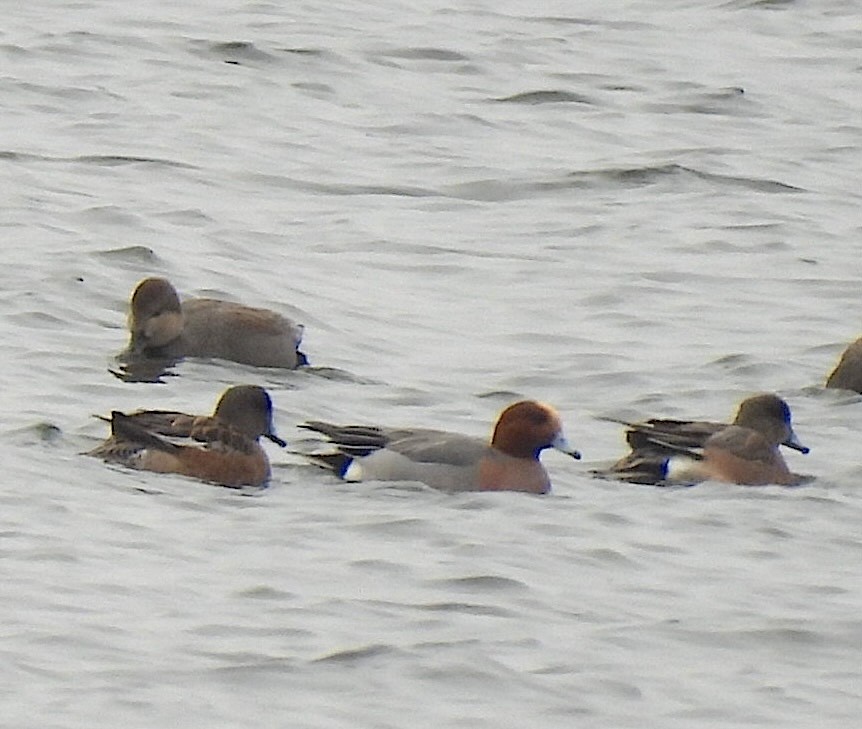 Eurasian Wigeon - ML646711852