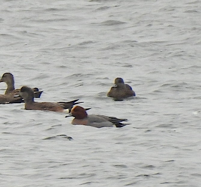 Eurasian Wigeon - ML646711853