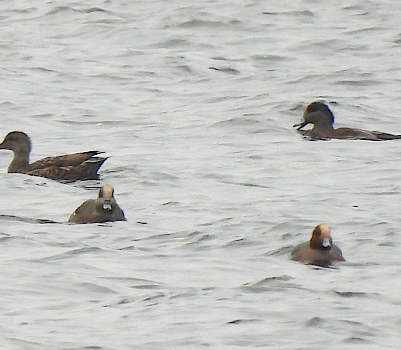 Eurasian Wigeon - ML646711854