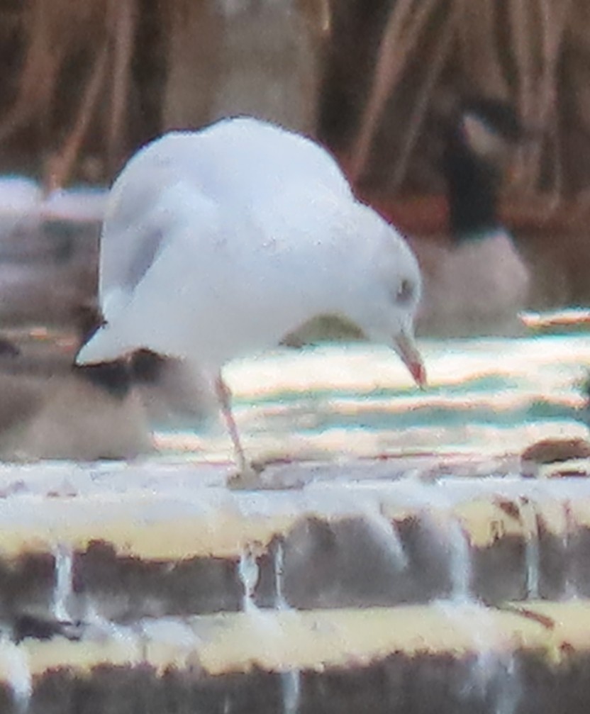 Ring-billed Gull - ML646711856