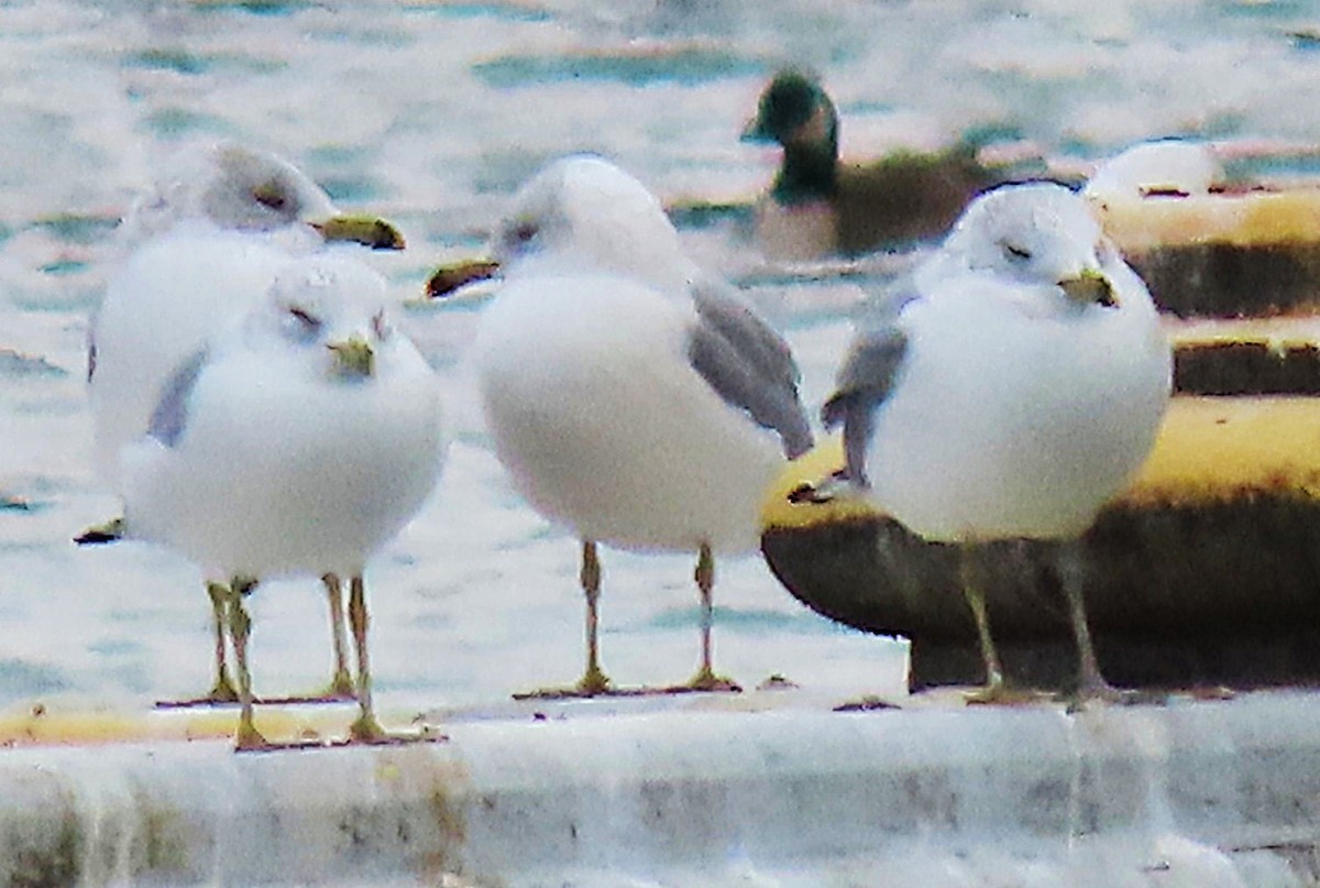 Ring-billed Gull - ML646711857