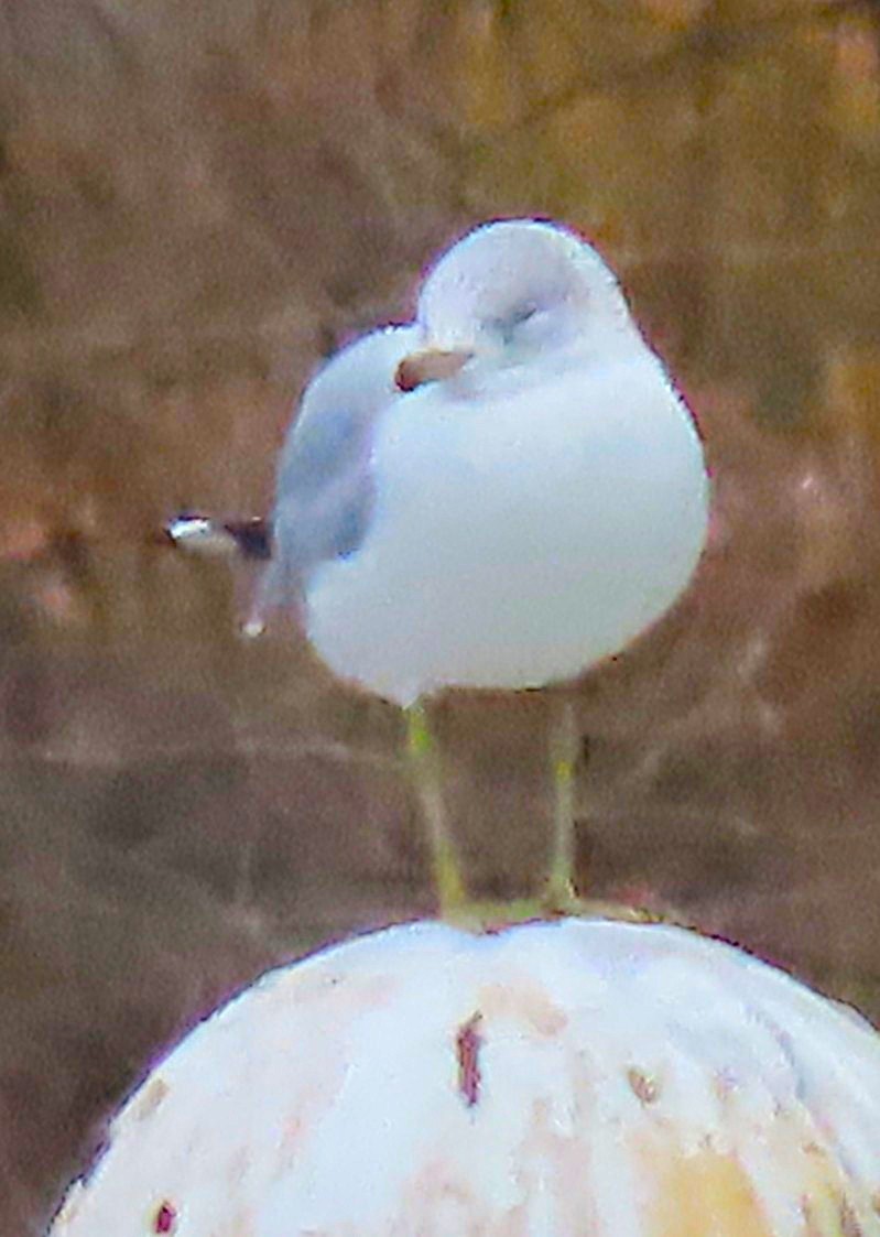 Ring-billed Gull - ML646711858