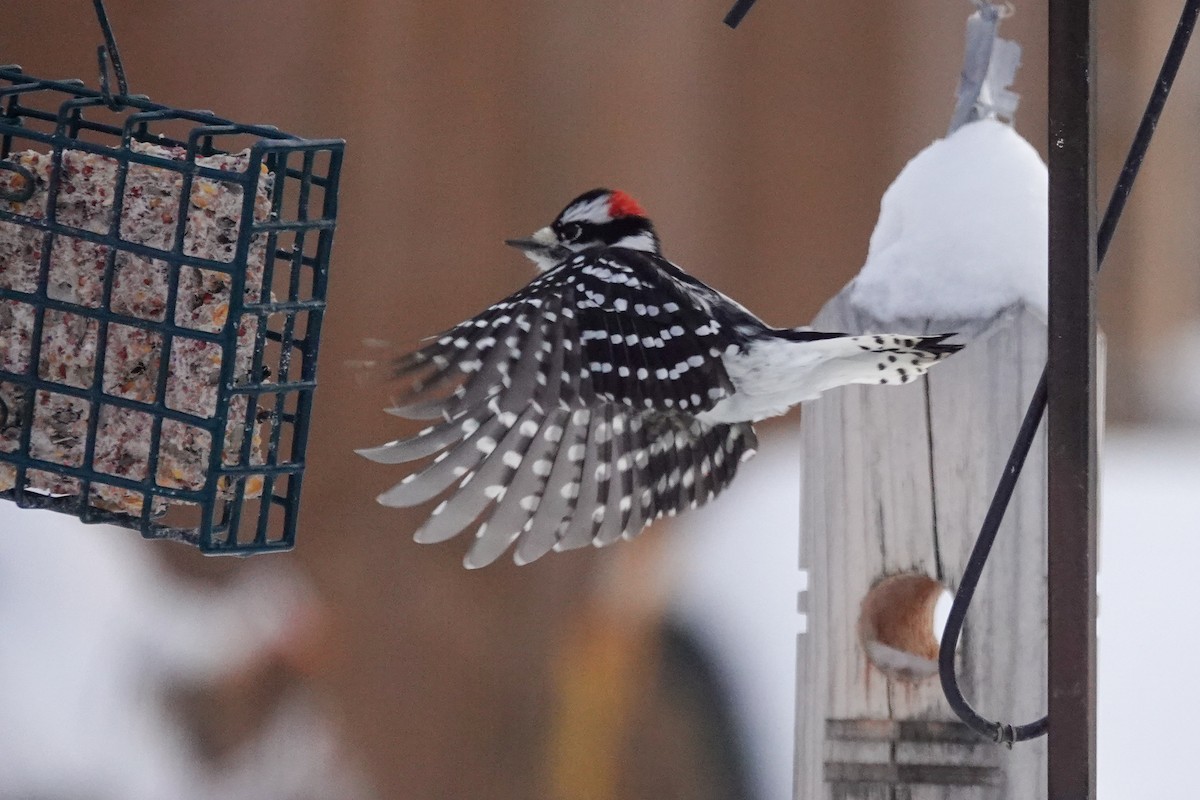 Дятел пухнастий - ML646711860