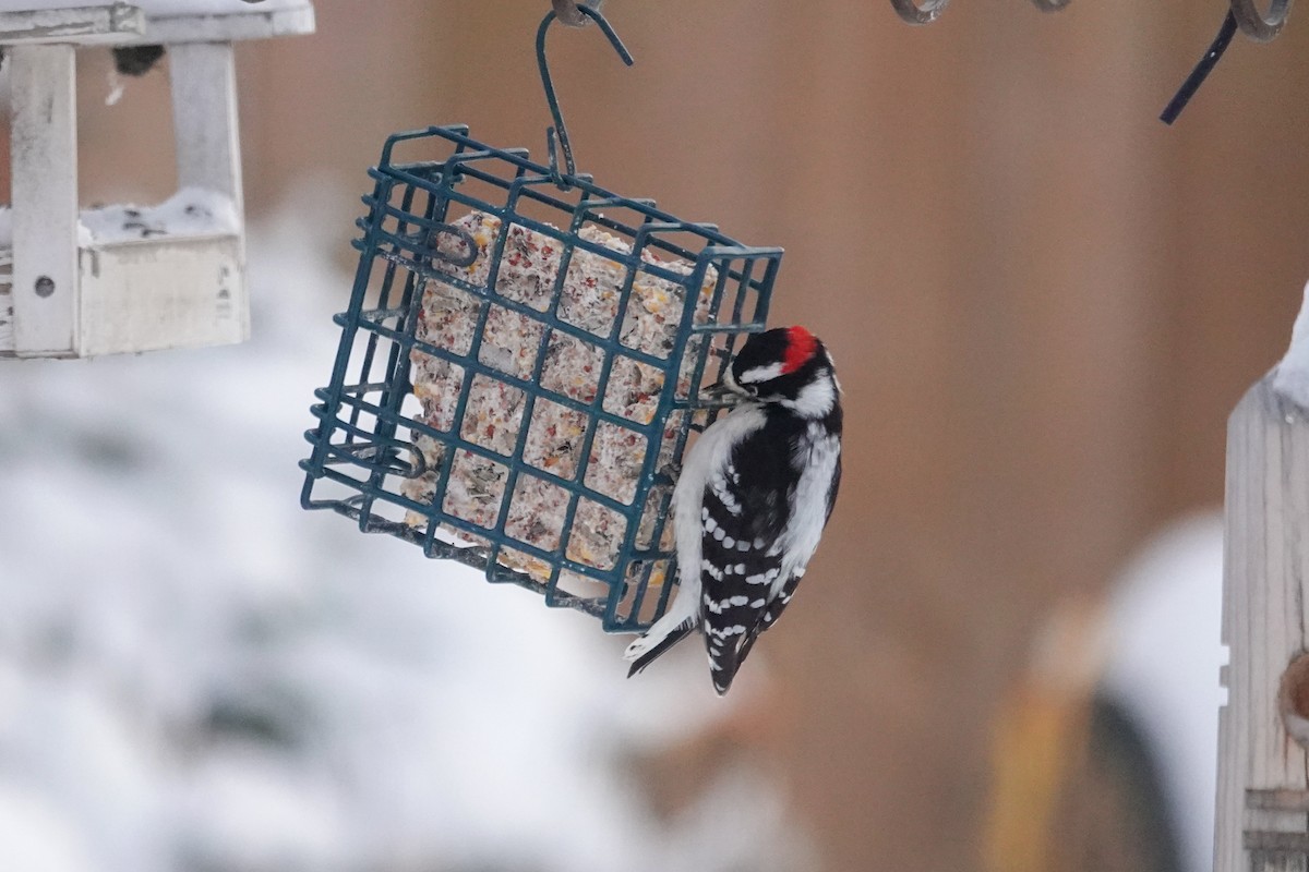 Дятел пухнастий - ML646711861