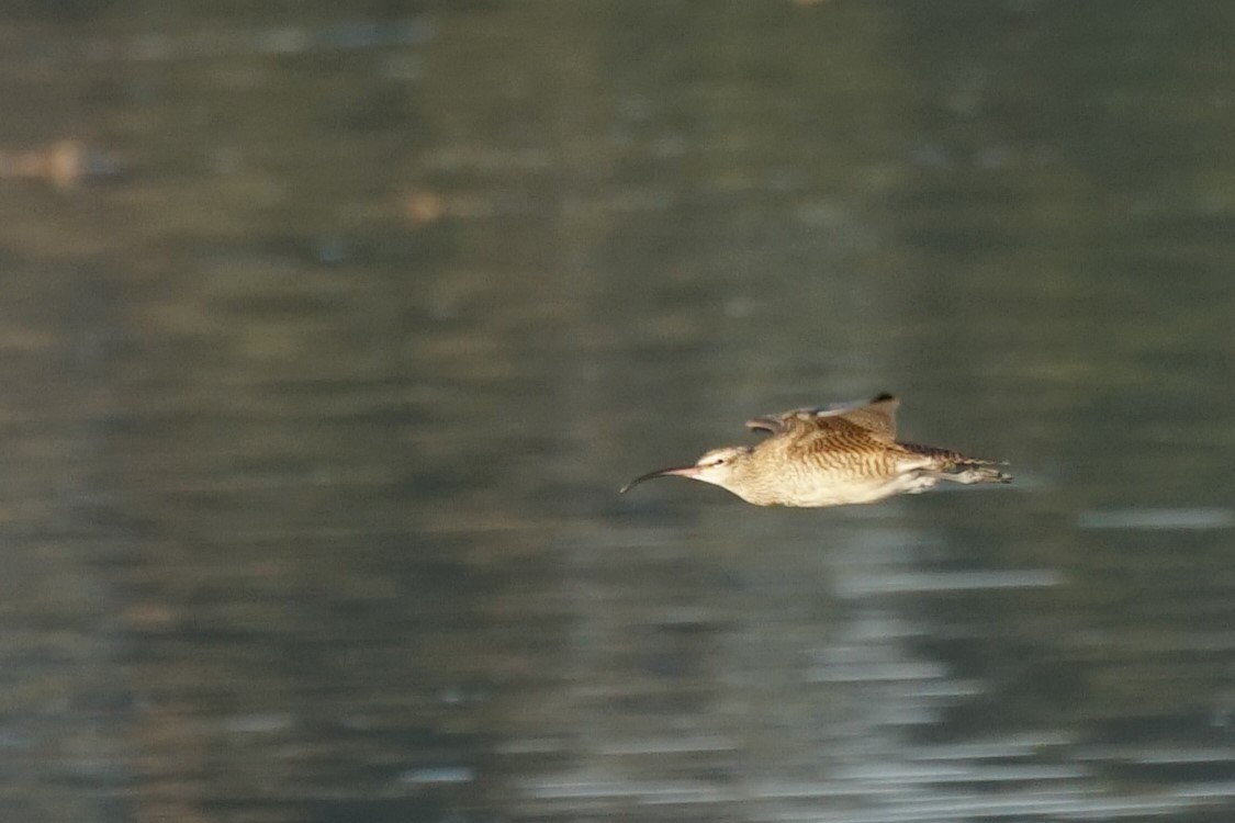 Hudsonian Whimbrel - ML646711866
