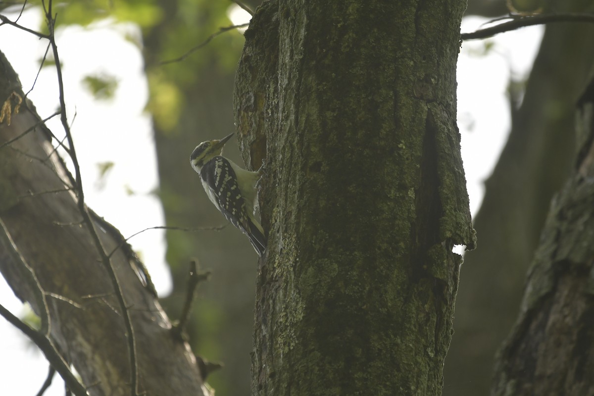 Дятел волохатий - ML646711874