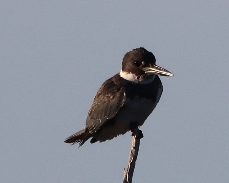 Belted Kingfisher - ML646711876