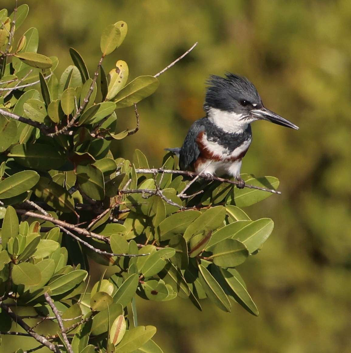 Belted Kingfisher - ML646711877