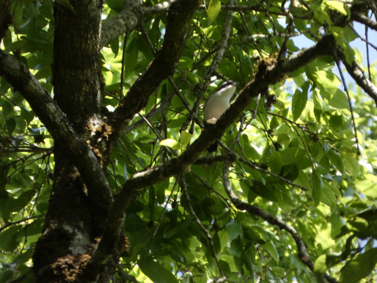 White-browed Shrike-Babbler - ML646711878