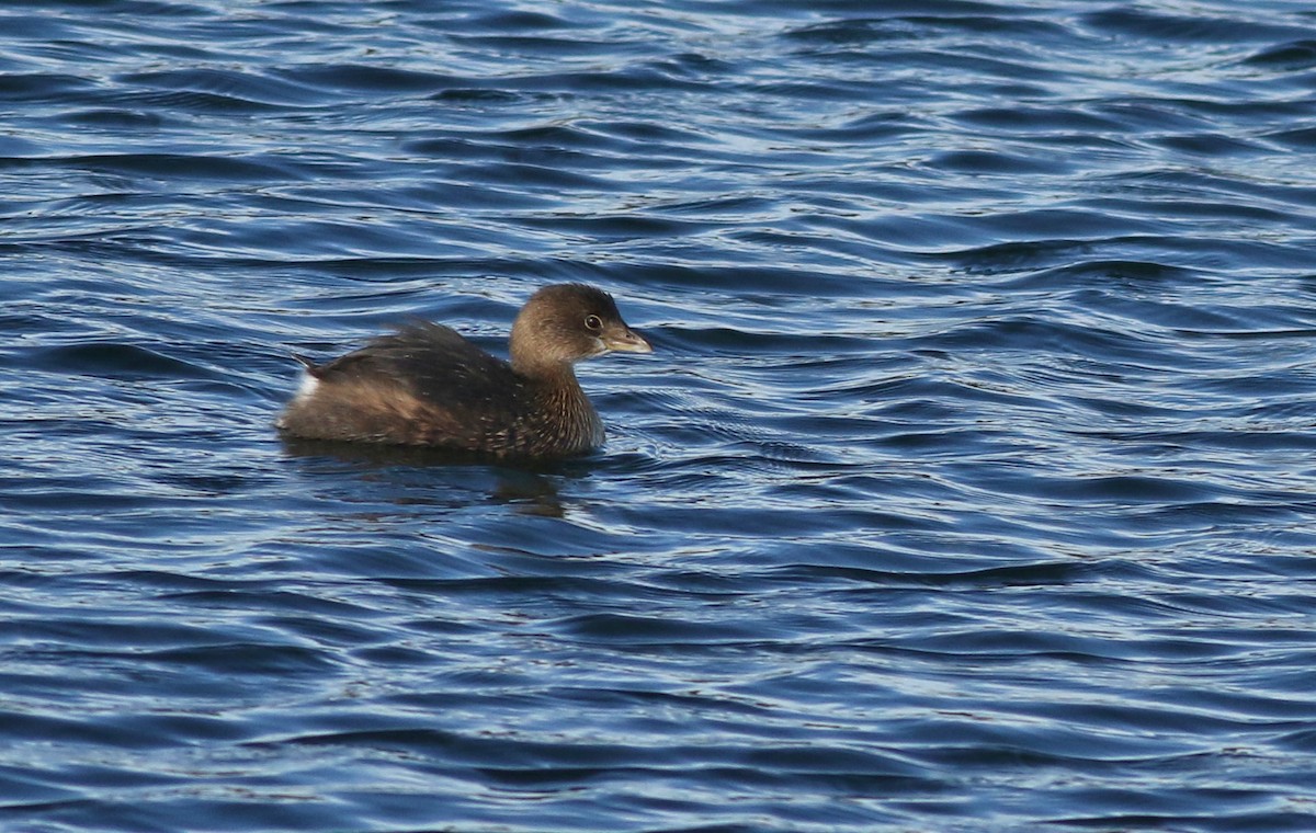 Kalın Gagalı Batağan - ML646711879