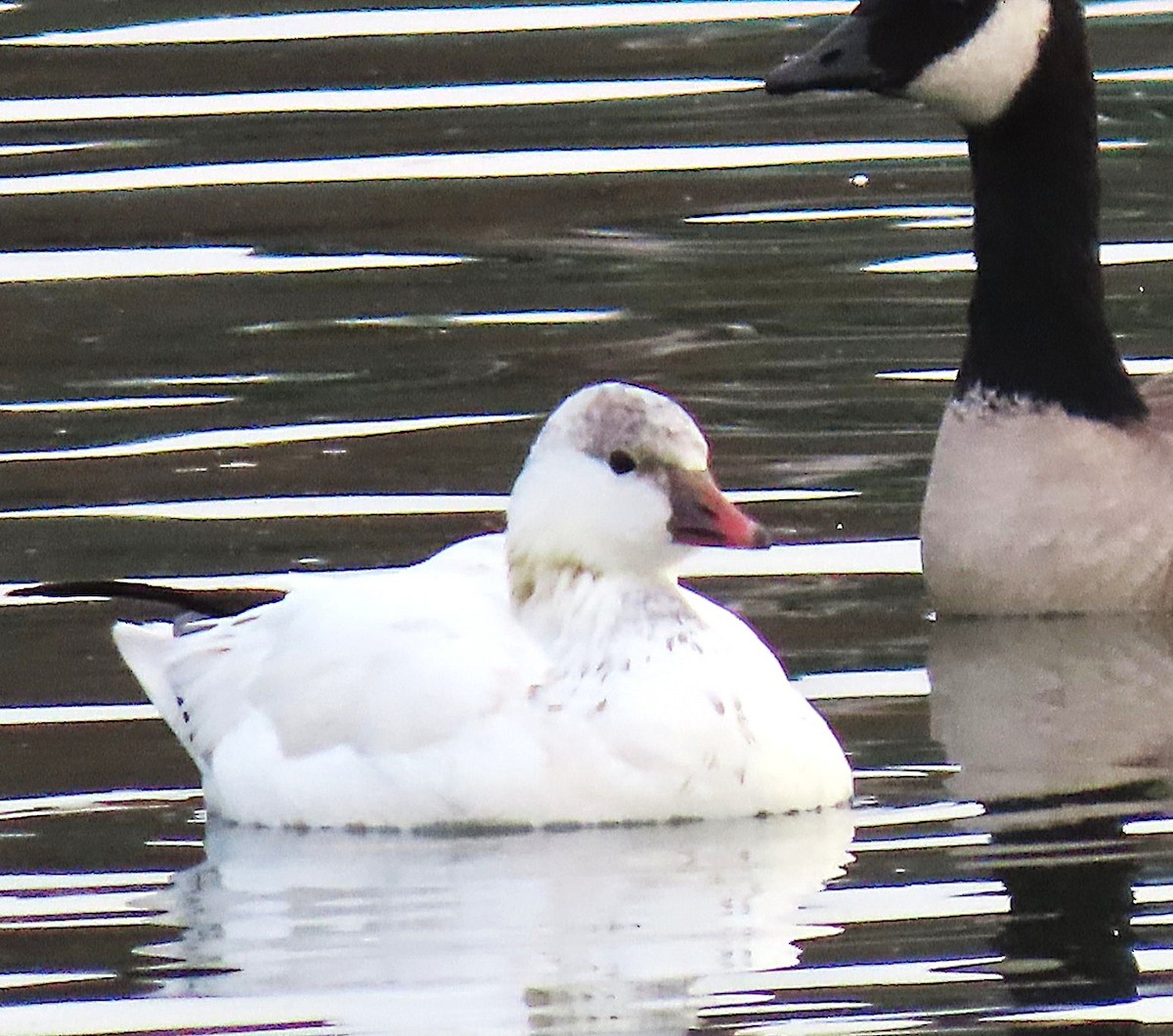 Ross's Goose - ML646711883