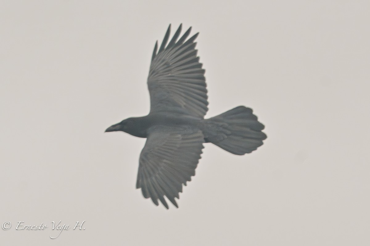 krkavec velký - ML646711887