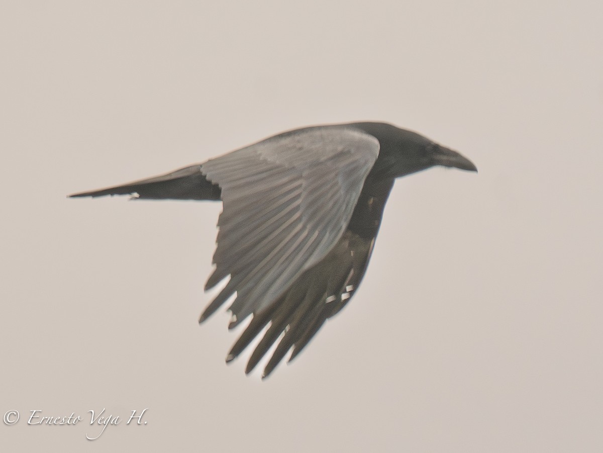 krkavec velký - ML646711888