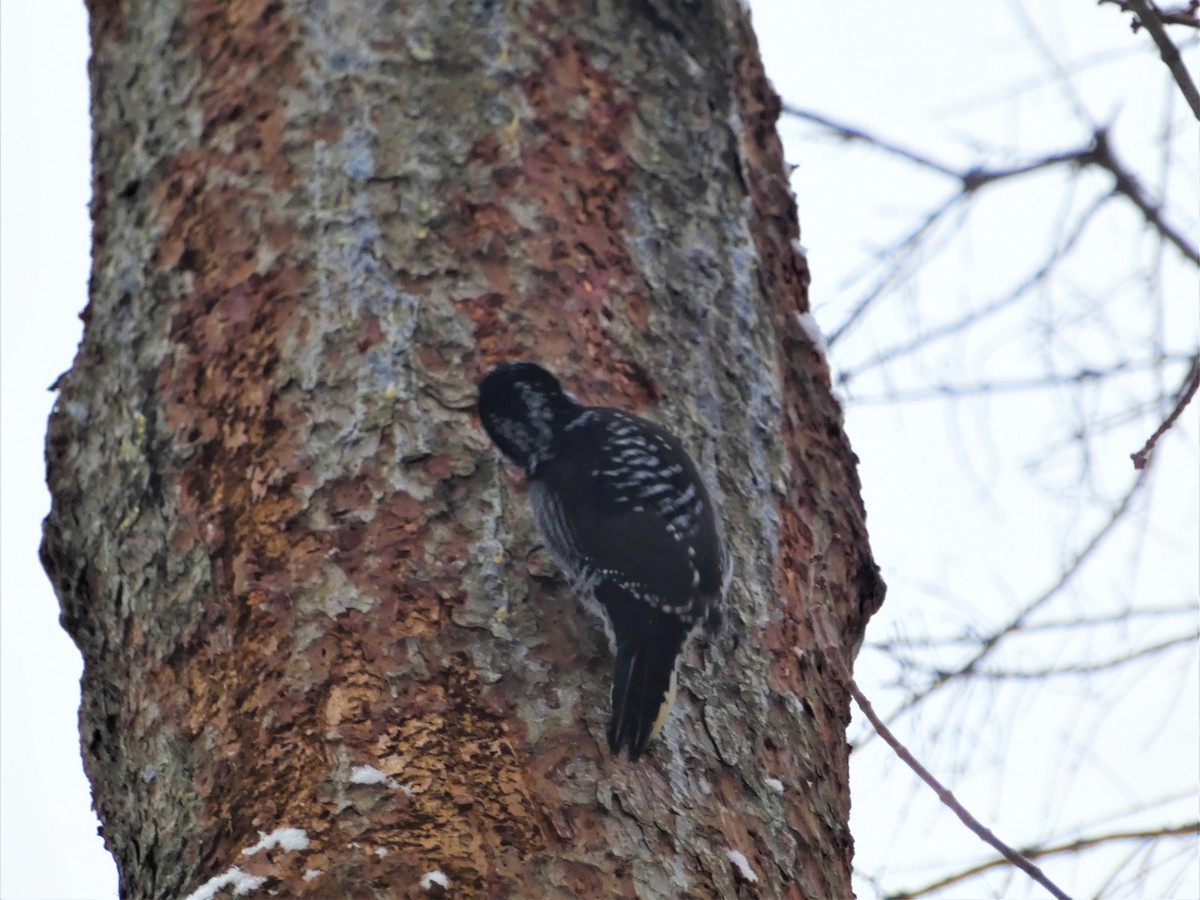 American Three-toed Woodpecker - ML646711889