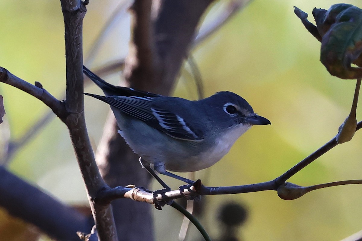 Vireo Plomizo - ML646711911