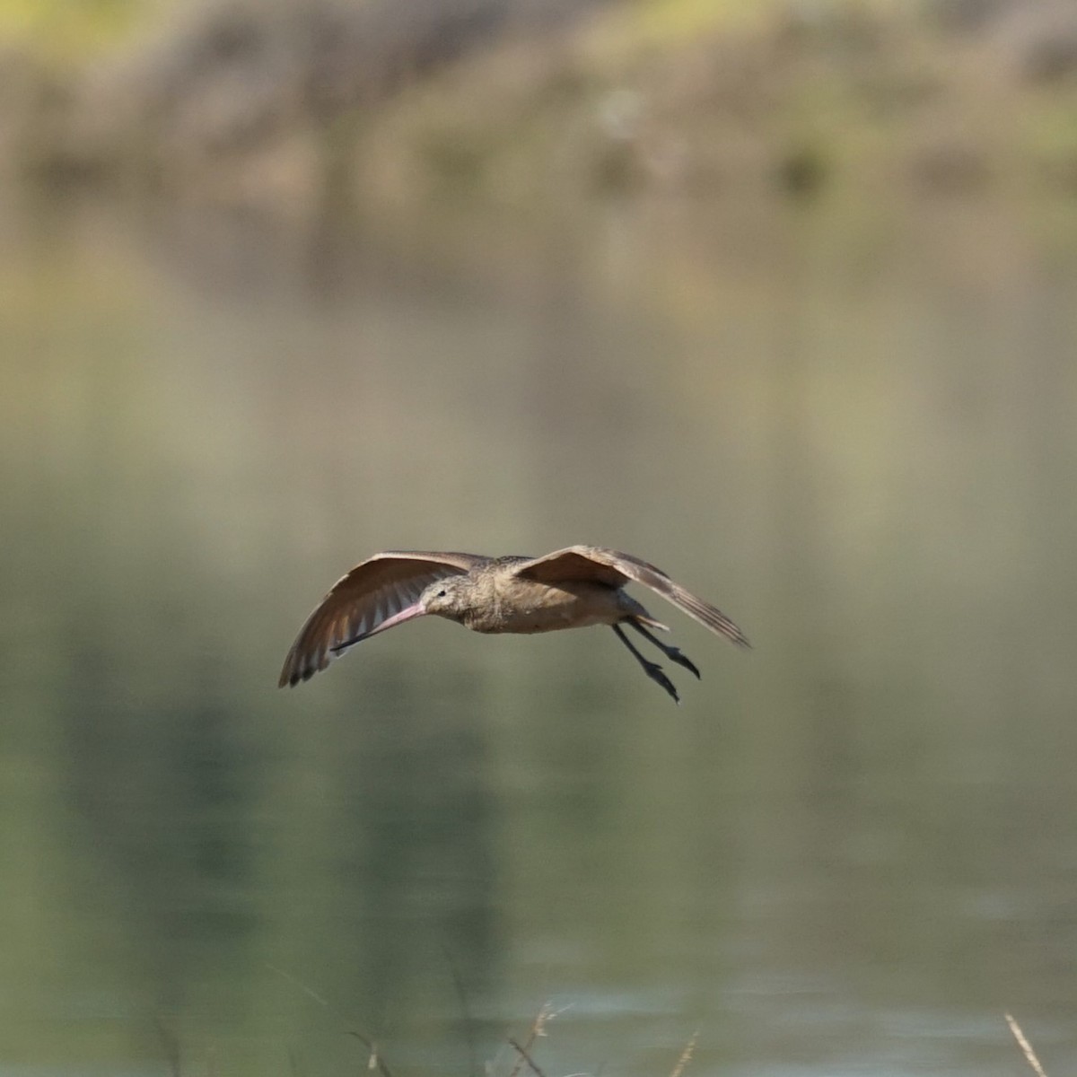Marbled Godwit - ML646711912