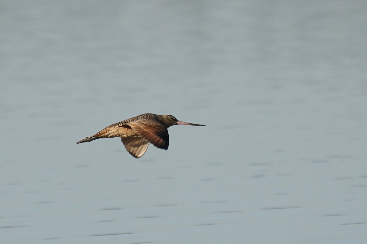 Marbled Godwit - ML646711913