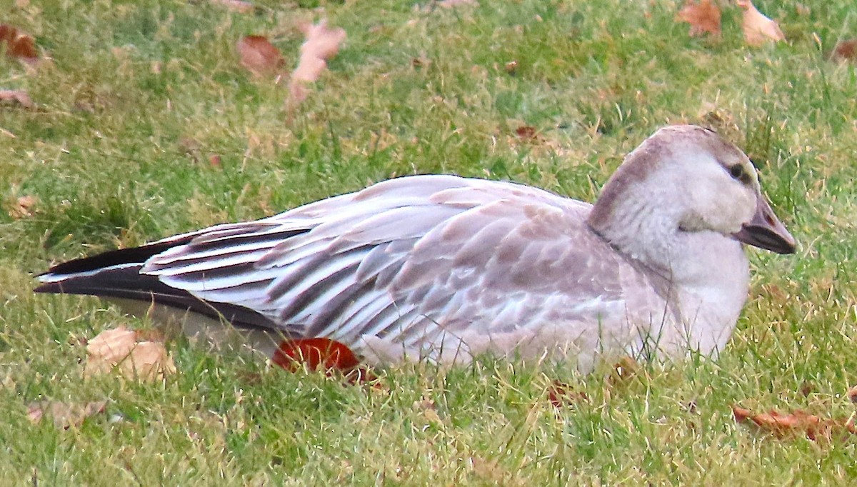 Snow Goose - ML646711914