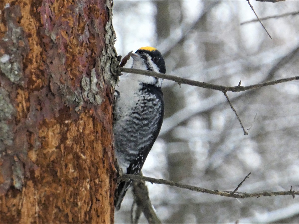 svartryggspett - ML646711918