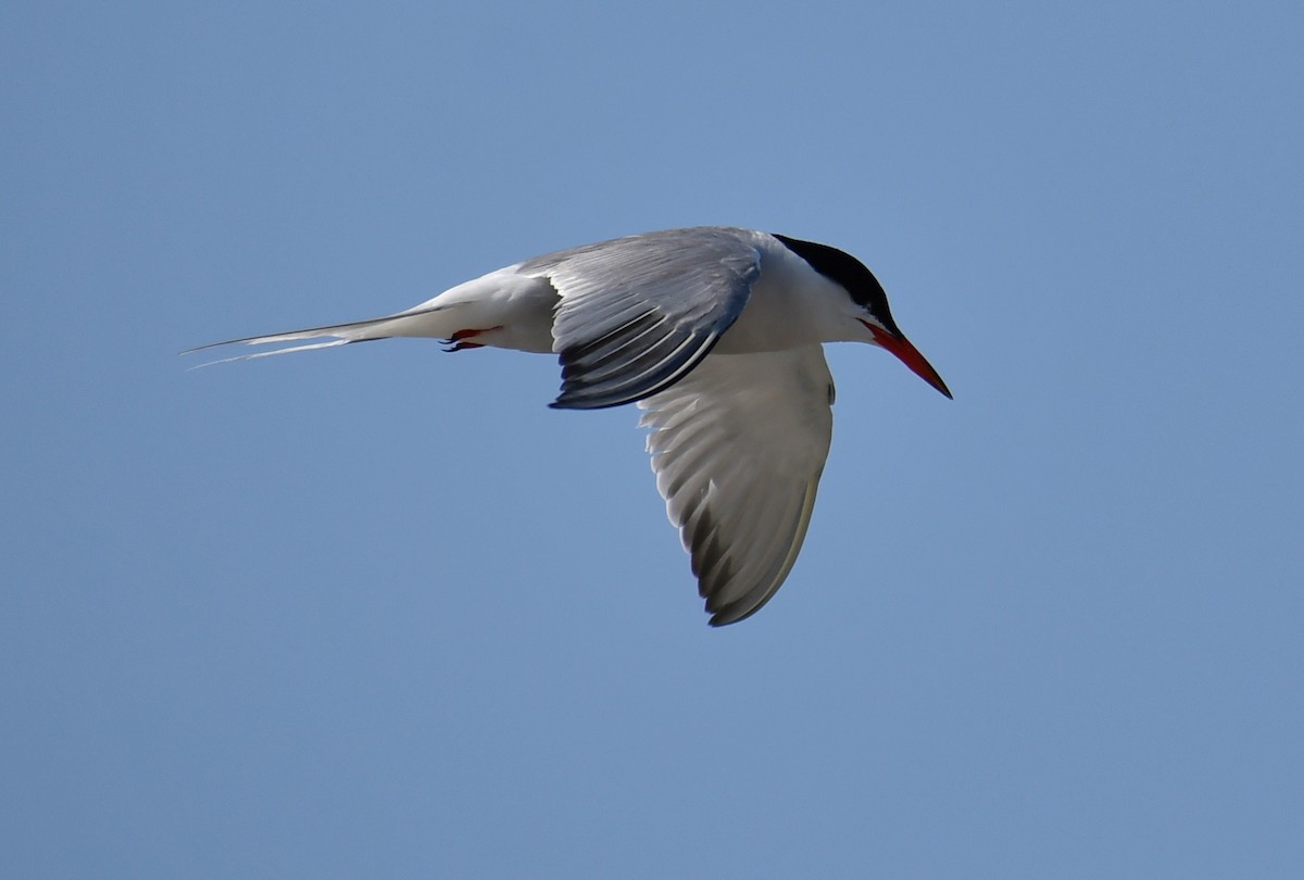 Common Tern - ML646711920