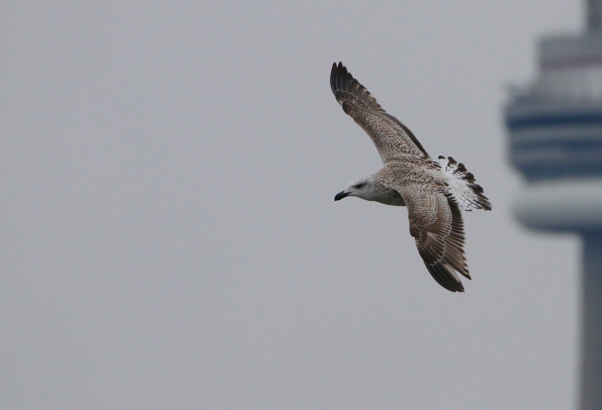 Great Black-backed Gull - ML646711925