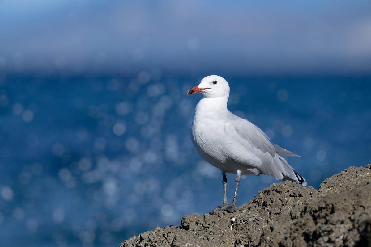 middelhavsmåke - ML646711933